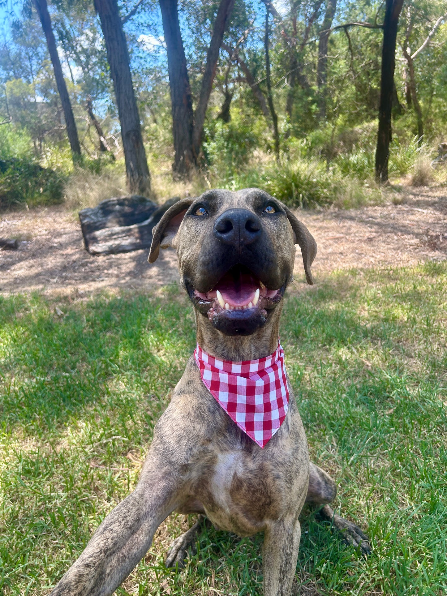Red Gingham Bandana