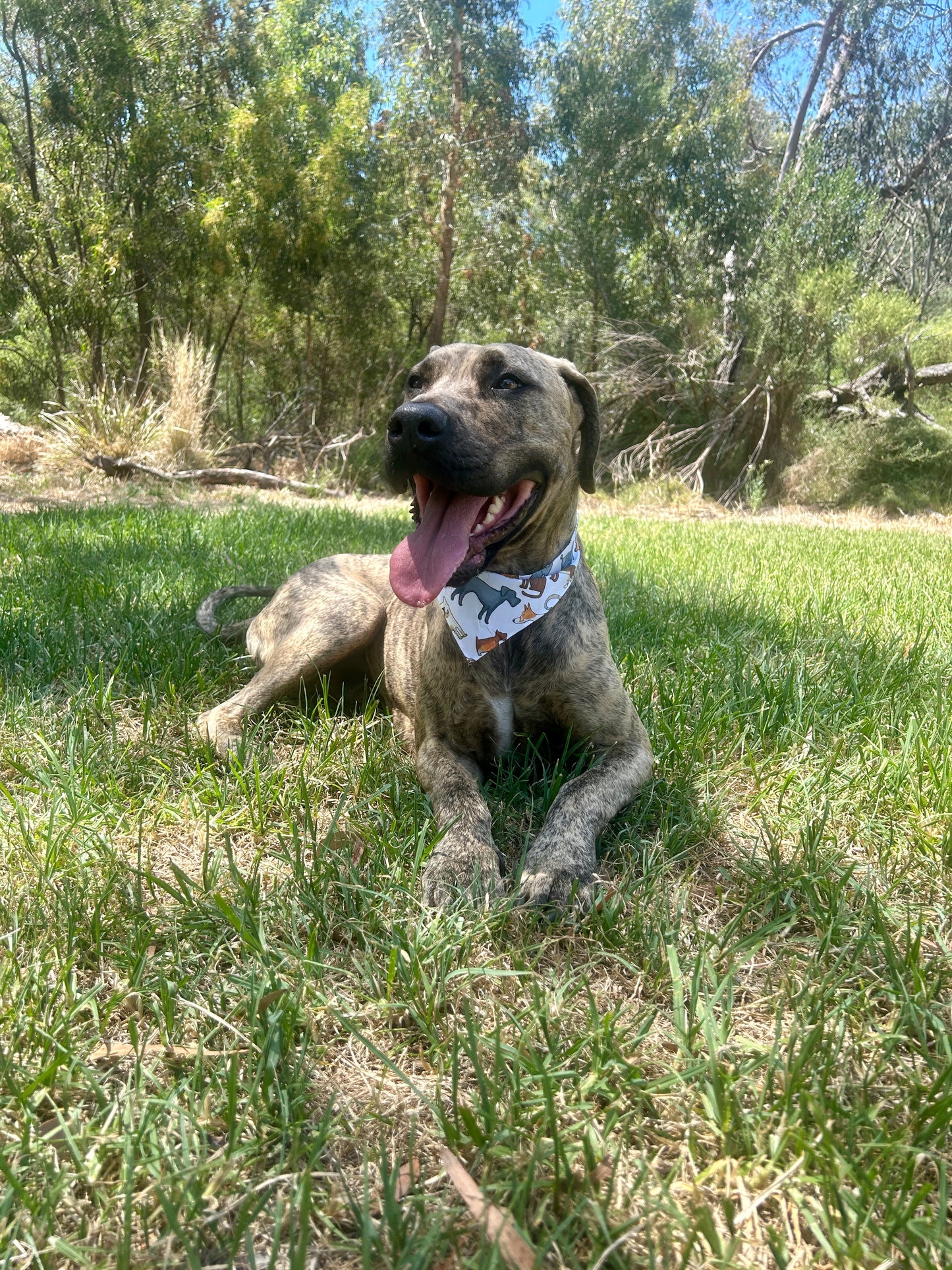 Dogs Bandana