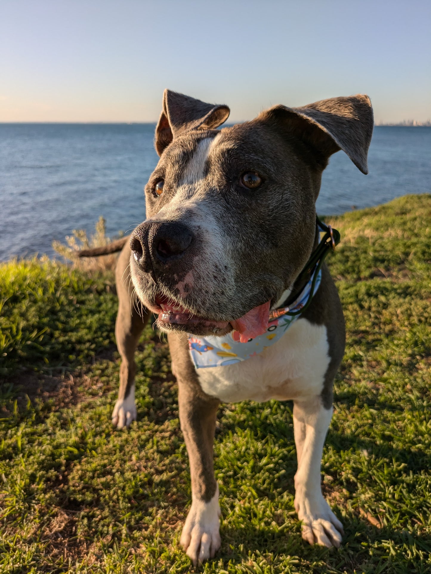 Aussie Summer Bandana