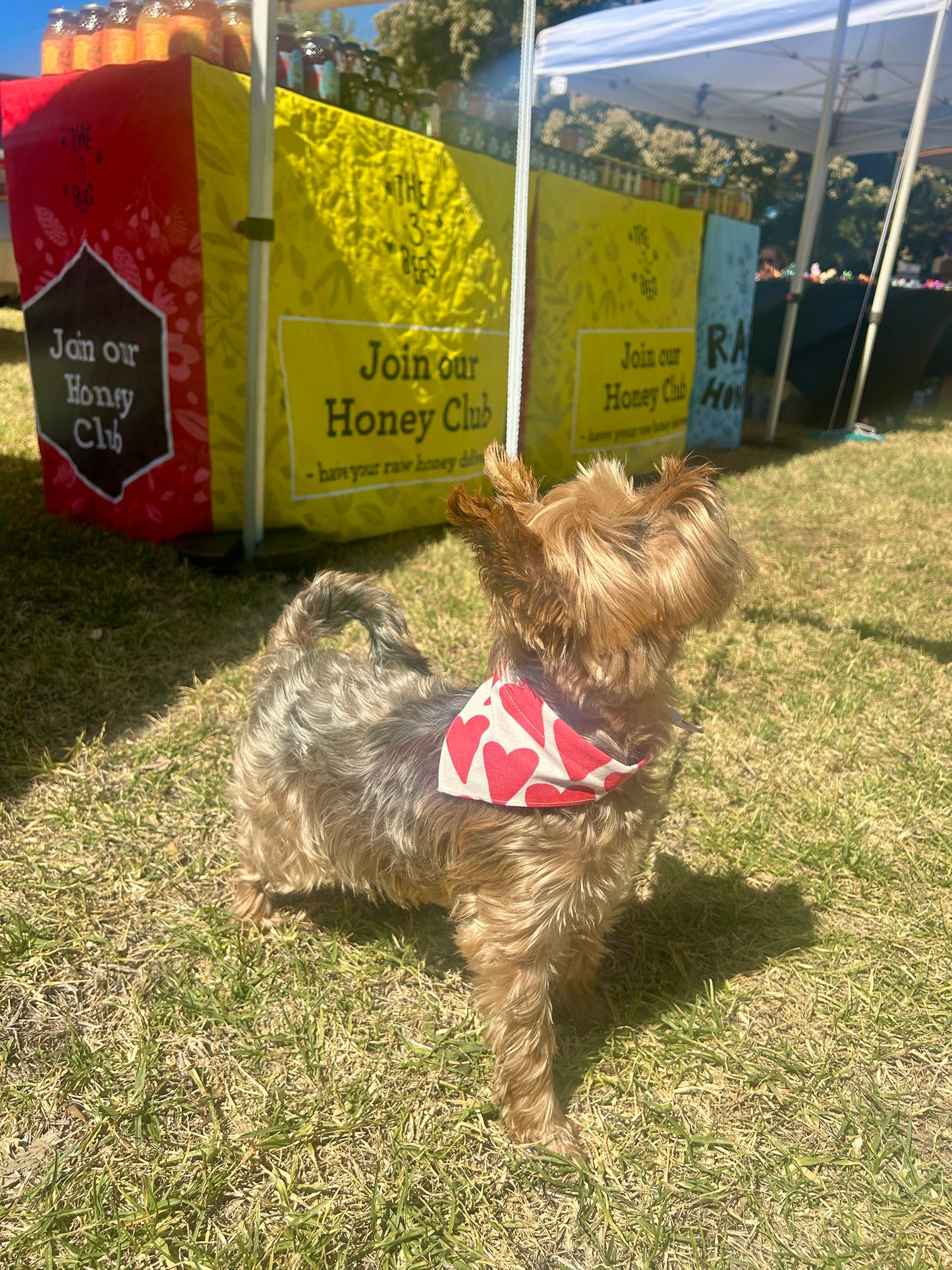 Love Hearts Bandana