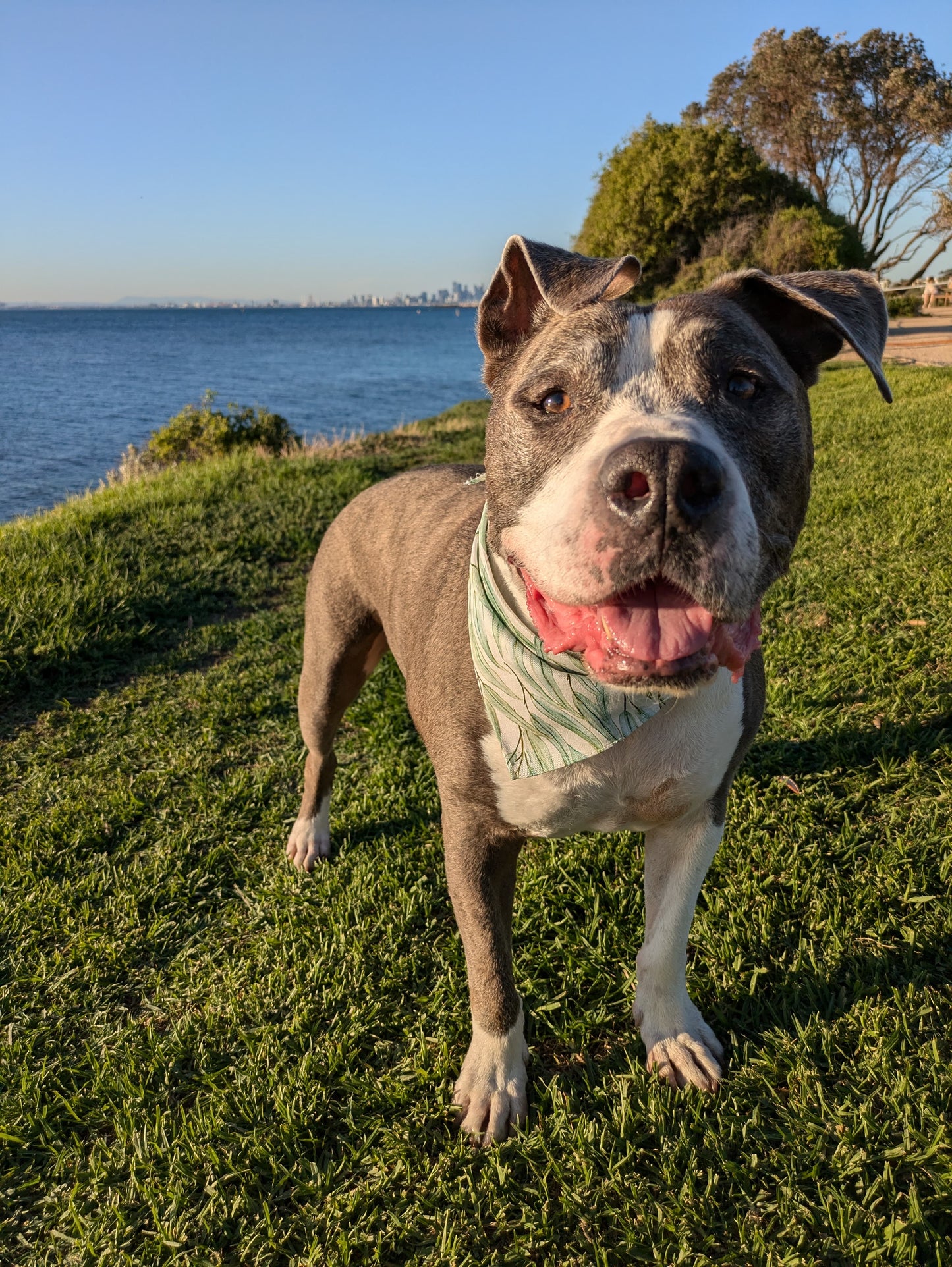 Eucalyptus Bandana