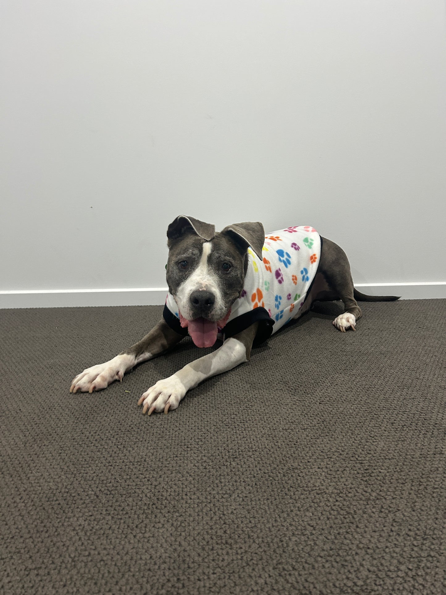 Multi Coloured Paw Print Jumper