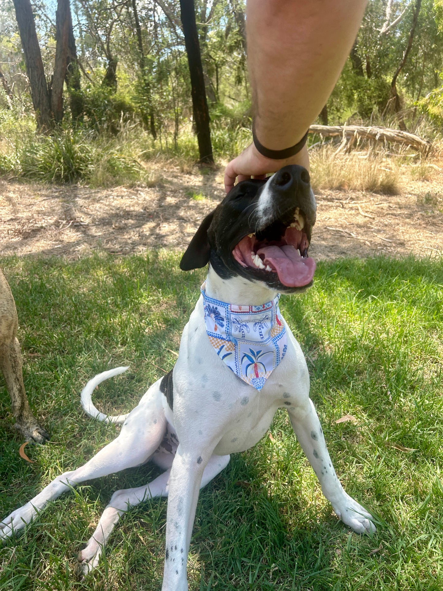 Palm Springs Bandana