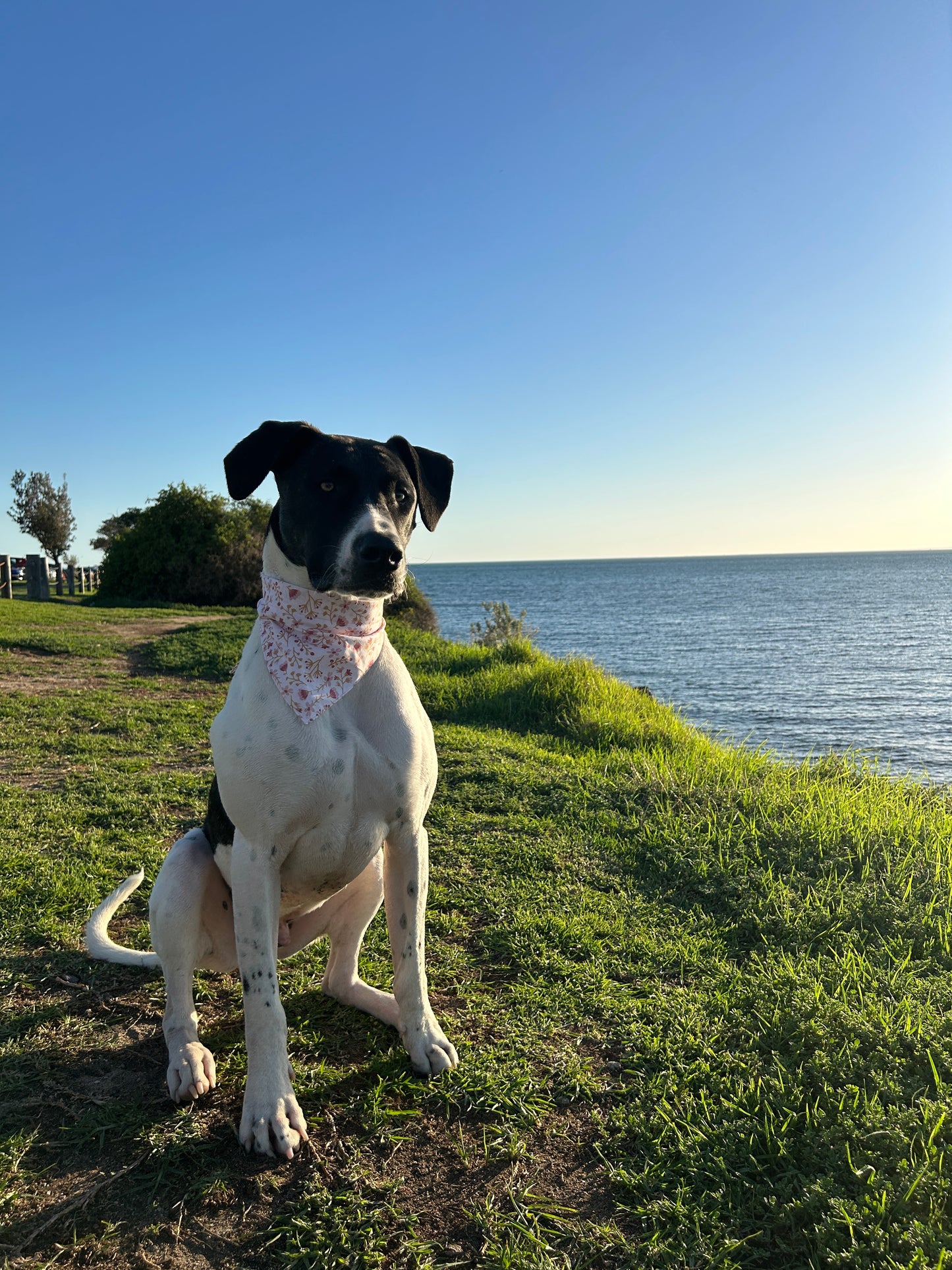 Dainty Pink Floral Bandana