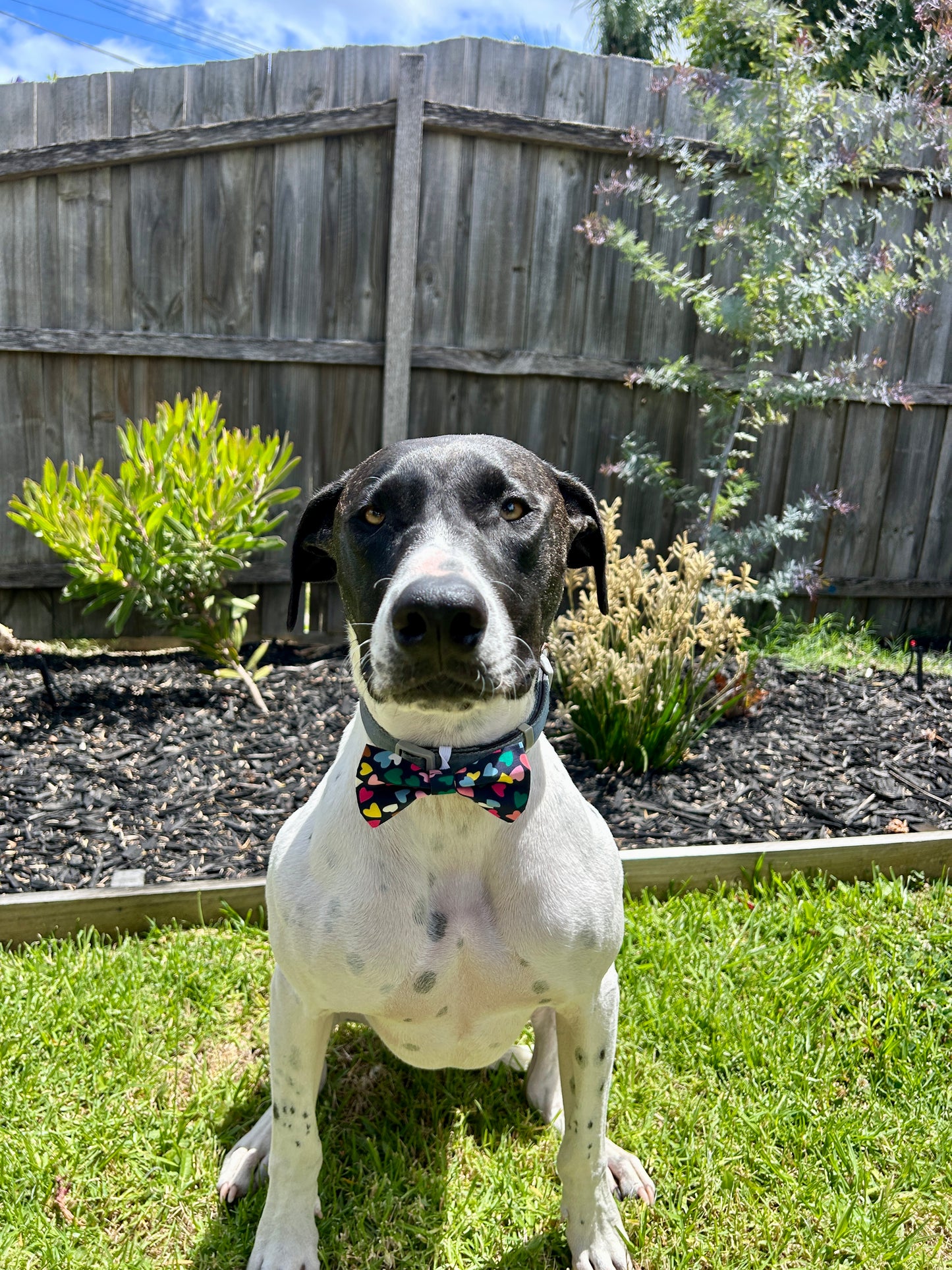 Valentines Bow Tie