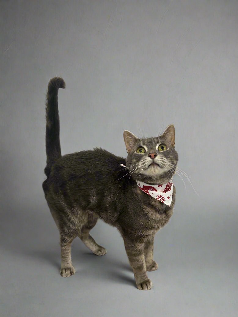 Red and White Christmas